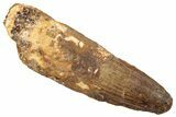 Fossil Spinosaurus Tooth - Real Dinosaur Tooth #267547-1